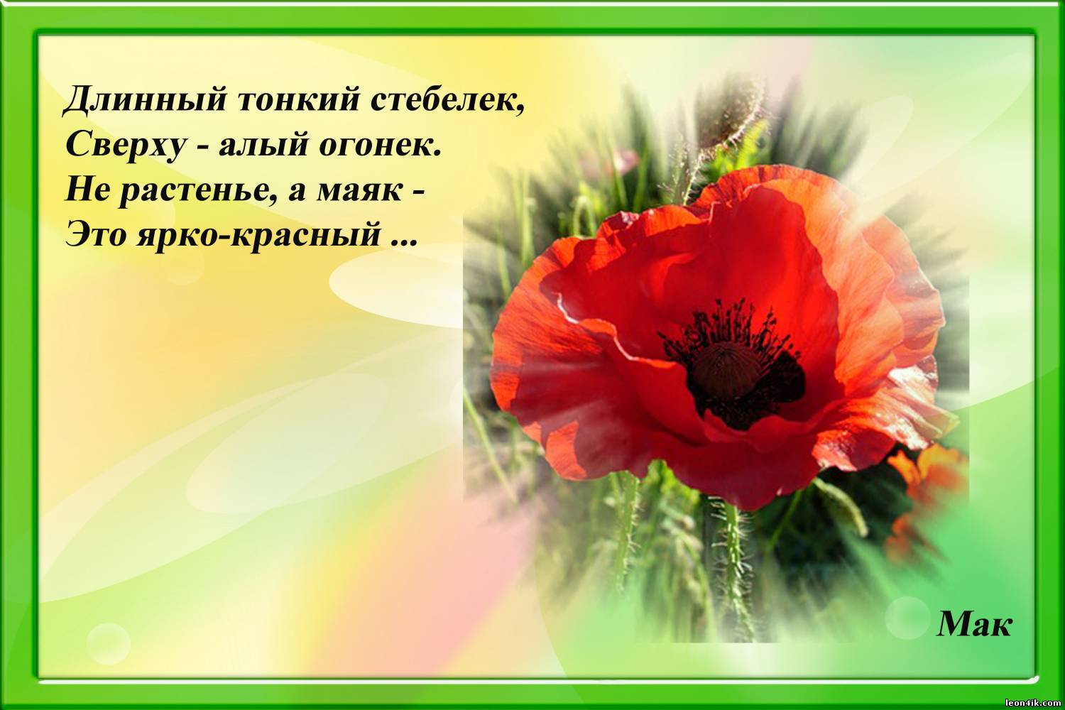 Эти маки для тебя стих Эти маки для тебя стих